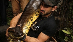 Video: Tay không bắt trăn 'khủng' hung dữ trên sông Amazon