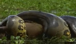 Video: Trăn 1 tấn siết chặt, nuốt chửng con mồi