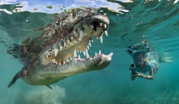 Video cô gái thản nhiên bơi cùng cá sấu dài 2,5m 