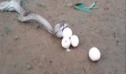 Video: Rắn hổ mang chúa tiếc nuối nôn 6 quá trứng vì 'quá tham'