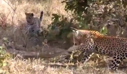 Video: Báo đốm xơi tái trăn khổng lồ ở Nam Phi
