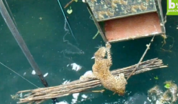 Video: Giải cứu báo hoang suýt chết đuối dưới giếng sâu 20m