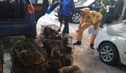 CSGT bắt giữ 2 ôtô chở 63 cá thể Cầy Giông trên đường tới quán nhậu ở Hà Nội