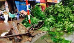 Hà Nội: Công khai 'danh tính' đơn vị trồng cây cẩu thả, đổ cả loạt sau bão