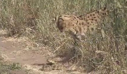 Video: Cái kết bất ngờ của trận hỗn chiến giữa báo và rắn đuôi chuông