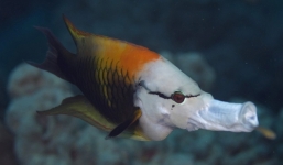 Video: Loài cá kỳ dị kéo miệng dài bằng gần nửa cơ thể để bắt mồi