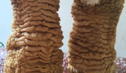 Video: Cận cảnh bình rượu chứa đôi chân gà Đông Tảo 'siêu khủng'