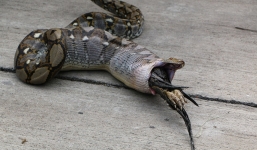 Trăn 'mắc nghẹn' vì xử cùng lúc hai chú gà trọi