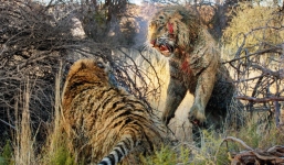 Những trận đại chiến 'một mất một còn' của chúa sơn lâm