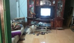 Chú chó trung thành nằm cạnh xác chủ đang phân hủy trong nhà