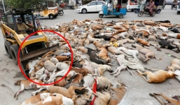 Xác chó hoang bị đầu độc phủ kín đường ở Pakistan gây phẫn nộ