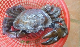 Sự thật thông tin thanh niên bắt được 'cua thần' ở Thanh Hóa