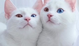 Cặp mèo song sinh có mắt hai màu khiến dân mạng 'phát cuồng'