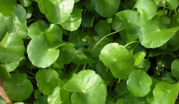 Công dụng và bài thuốc chữa bệnh của rau má ít người biết