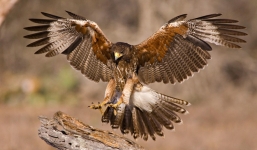 Video: Rồng Nam Mỹ chết thảm dưới đòn tấn công như vũ bão của diều hâu