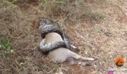 Cố nuốt chửng con mồi, trăn 'khủng' bị sừng linh dương đâm xuyên cổ 