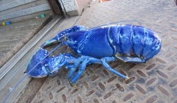 Tôm hùm xanh quý hiếm sa lưới ngư dân