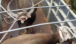 2 trâu hoang hung dữ tấn công người sa bẫy trên đồi Máu