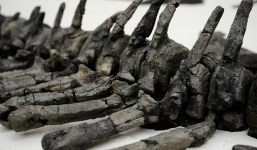 Phát hiện loài khủng long mới ở Siberia 