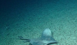 Phát hiện nhiều sinh vật 'kỳ dị' dưới chân núi cao nhất nước Anh