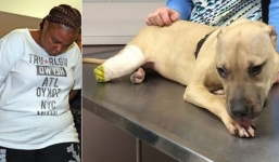 Cắt tai và chân chó cưng, đôi vợ chồng 'ăn cơm tù' 1 năm