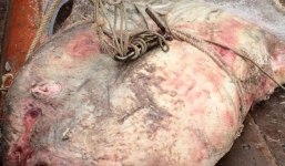 Nghệ An: Ngư dân bắt được cá mặt trăng nặng gần 1 tấn