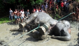 Voi 4 tấn bị lũ cuốn 1.000 km vẫn sống sót