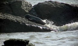 Cặp đôi hải cẩu xám bất ngờ xuất hiện ở biển Bình Thuận