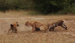 Video: Cuộc chiến khủng khiếp giữa sư tử và linh cẩu
