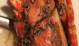 Tôm hùm 'chất lượng nhà hàng' chứa đầy ... dòi bọ