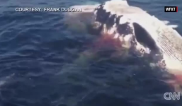 Video: Cá mập trắng điên cuồng đớp xác cá voi