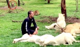 Video: Hổ lao vào chặn báo cứu chủ