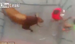 Bò 'điên' phá tung chuồng, húc người đàn ông nguy kịch