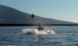 Cá voi sát thủ tung rùa lên không trung trước khi nuốt gọn