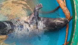 Hải cẩu dài 1m, nặng 40kg dạt vào bờ biển Quảng Nam