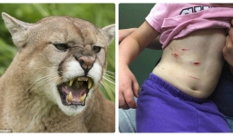 Mẹ rượt theo sư tử giành lại con gái 4 tuổi bị vồ cắp đi