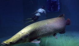 Cận cảnh những con cá hải tượng khổng lồ ở Việt Nam