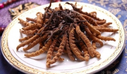 Cơn sốt mua đông trùng hạ thảo Tây Tạng 1,6 tỷ đồng/kg của giới đại gia Việt