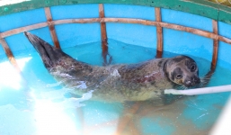 Bắt được hải cẩu ở Quảng Nam, ngư dân đòi 'tiền chuộc'