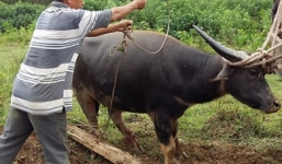 Trâu hoang tấn công người sa bẫy thợ săn được bán đấu giá 23 triệu