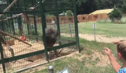 Video: Bị khiêu khích, khỉ giận dữ ném phân vào mặt bé gái