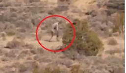 Video xuất hiện sinh vật bí ẩn nghi 'quỷ hút máu dê' hoặc quái vật Bigfoot 