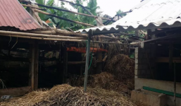 Hoảng hốt phát hiện xác con trai cháy đen trong chuồng bò