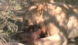Video: Sư tử đào hang bắt sống lợn rừng