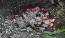 Anh: Sao băng nóng đỏ rơi xuống nhà dân