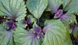 Công dụng và những bài thuốc chữa bệnh từ lá tía tô 