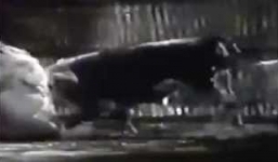 Trận chiến sống còn giữa bò và sư tử