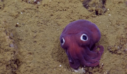 Phát hiện mực màu tím ngắt dưới đáy biển