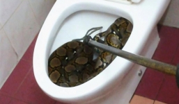 Tá hỏa phát hiện trăn khủng nằm cuộn tròn trong bồn cầu