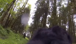 Chó đối diện với 'quái vật' bí ẩn trong rừng ở Mỹ